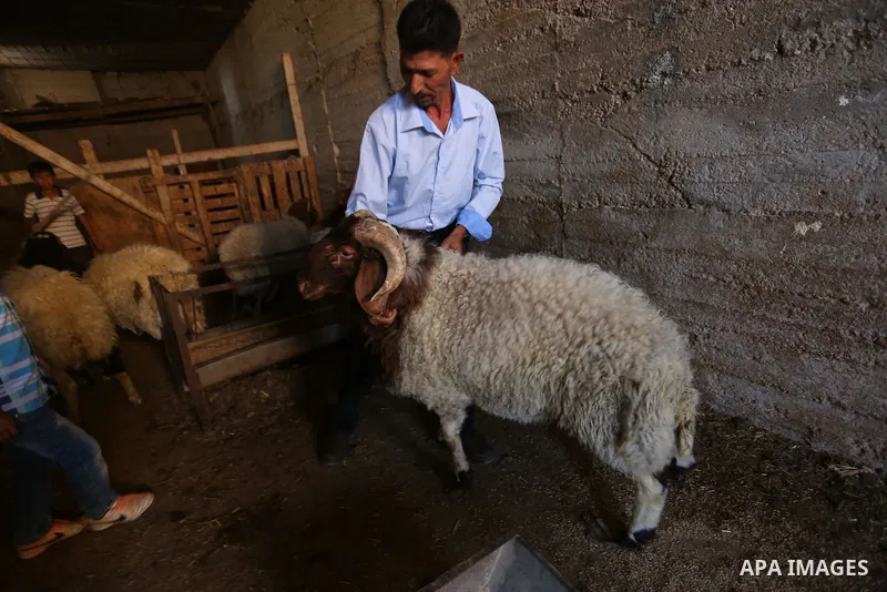 Palestinians gather at the main livestock market days before the major Muslim festival of Eid al-Adha holiday in the West Bank city of Ramallah, on Sept. 20, 2015. Eid al-Adha, or Feast of Sacrifice, commemorates what Mu...