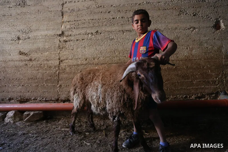 Palestinians gather at the main livestock market days before the major Muslim festival of Eid al-Adha holiday in the West Bank city of Ramallah, on Sept. 20, 2015. Eid al-Adha, or Feast of Sacrifice, commemorates what Mu...