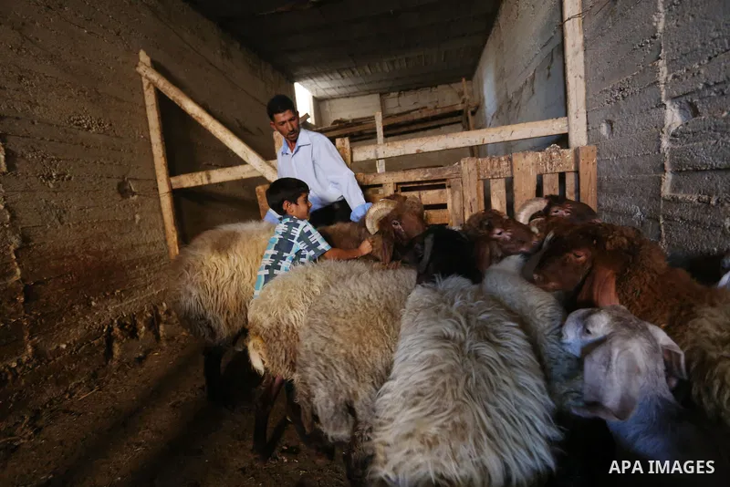 Palestinians gather at the main livestock market days before the major Muslim festival of Eid al-Adha holiday in the West Bank city of Ramallah, on Sept. 20, 2015. Eid al-Adha, or Feast of Sacrifice, commemorates what Mu...