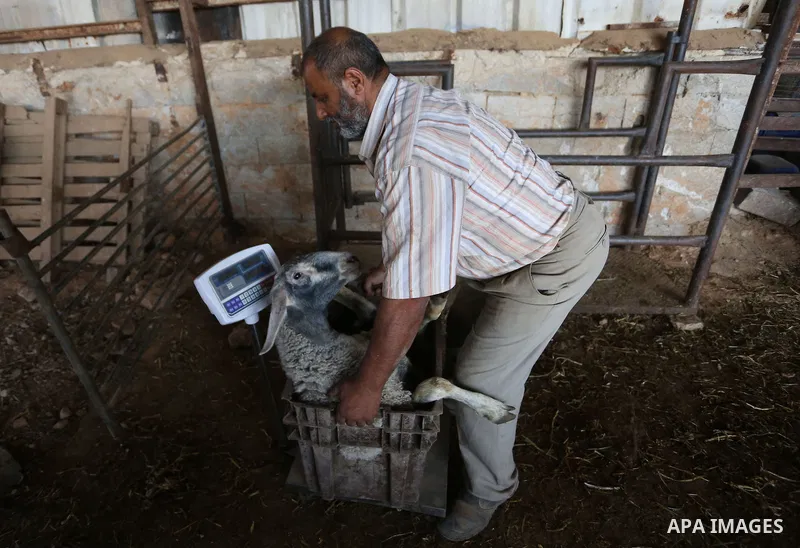 Palestinians gather at the main livestock market days before the major Muslim festival of Eid al-Adha holiday in the West Bank city of Ramallah, on Sept. 20, 2015. Eid al-Adha, or Feast of Sacrifice, commemorates what Mu...