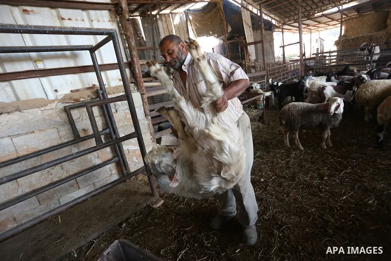 Palestinians gather at the main livestock market days before the major Muslim festival of Eid al-Adha holiday in the West Bank city of Ramallah, on Sept. 20, 2015. Eid al-Adha, or Feast of Sacrifice, commemorates what Mu...