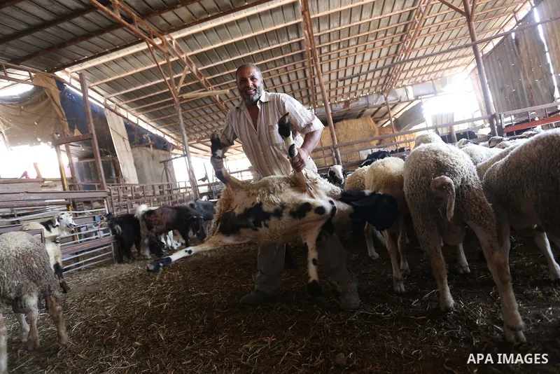 Palestinians gather at the main livestock market days before the major Muslim festival of Eid al-Adha holiday in the West Bank city of Ramallah, on Sept. 20, 2015. Eid al-Adha, or Feast of Sacrifice, commemorates what Mu...