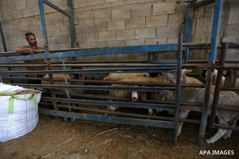 Palestinians gather at the main livestock market days before the major Muslim festival of Eid al-Adha holiday in the West Bank city of Ramallah, on Sept. 20, 2015. Eid al-Adha, or Feast of Sacrifice, commemorates what Mu...