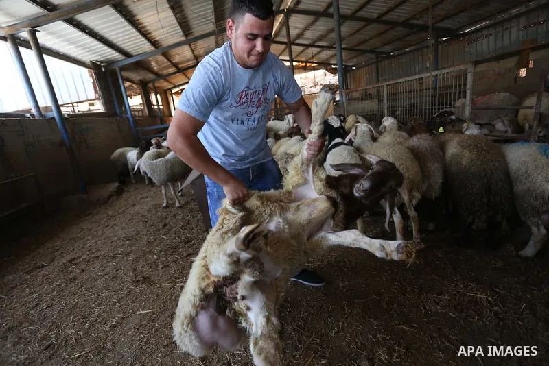 Palestinians gather at the main livestock market days before the major Muslim festival of Eid al-Adha holiday in the West Bank city of Ramallah, on Sept. 20, 2015. Eid al-Adha, or Feast of Sacrifice, commemorates what Mu...