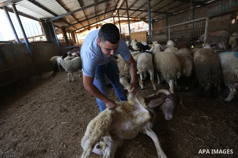 Palestinians gather at the main livestock market days before the major Muslim festival of Eid al-Adha holiday in the West Bank city of Ramallah, on Sept. 20, 2015. Eid al-Adha, or Feast of Sacrifice, commemorates what Mu...