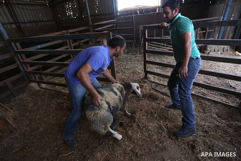 Palestinians gather at the main livestock market days before the major Muslim festival of Eid al-Adha holiday in the West Bank city of Ramallah, on Sept. 20, 2015. Eid al-Adha, or Feast of Sacrifice, commemorates what Mu...