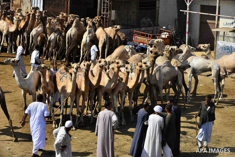 Egyptians gather during the last day of an auction at Birqash Camel Market just outside of Cairo, Egypt, Friday, Sept. 20, 2015 ahead of next week's Eid al-Adha holiday. Muslims all over the world celebrate the three-day...