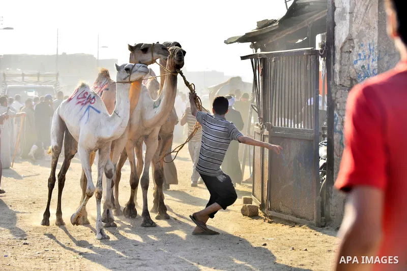 Egyptians gather during the last day of an auction at Birqash Camel Market just outside of Cairo, Egypt, Friday, Sept. 20, 2015 ahead of next week's Eid al-Adha holiday. Muslims all over the world celebrate the three-day...