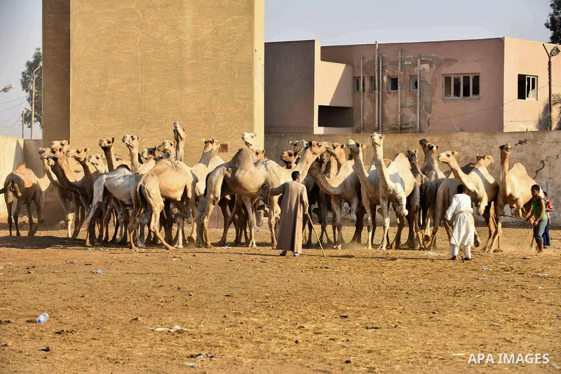 Egyptians gather during the last day of an auction at Birqash Camel Market just outside of Cairo, Egypt, Friday, Sept. 20, 2015 ahead of next week's Eid al-Adha holiday. Muslims all over the world celebrate the three-day...