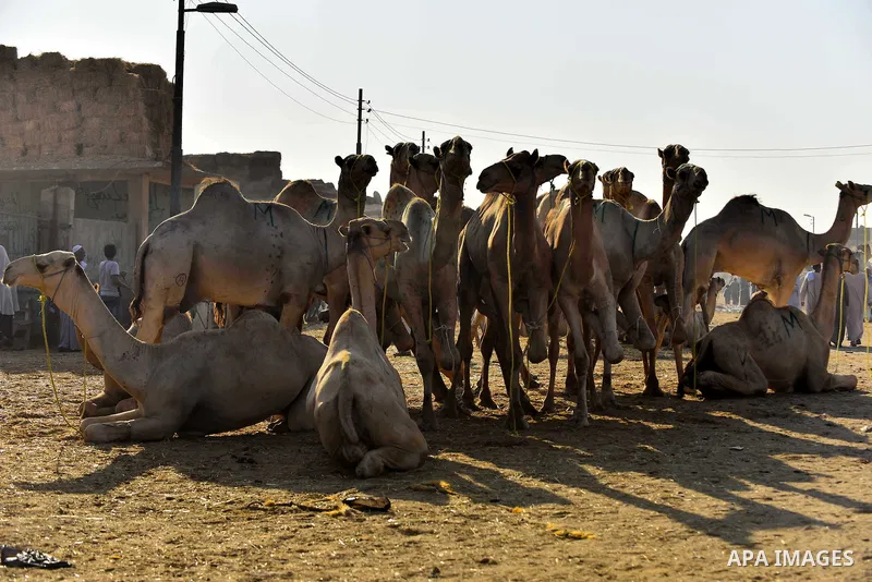 Egyptians gather during the last day of an auction at Birqash Camel Market just outside of Cairo, Egypt, Friday, Sept. 20, 2015 ahead of next week's Eid al-Adha holiday. Muslims all over the world celebrate the three-day...