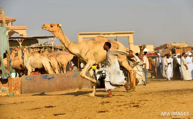 Egyptians gather during the last day of an auction at Birqash Camel Market just outside of Cairo, Egypt, Friday, Sept. 20, 2015 ahead of next week's Eid al-Adha holiday. Muslims all over the world celebrate the three-day...