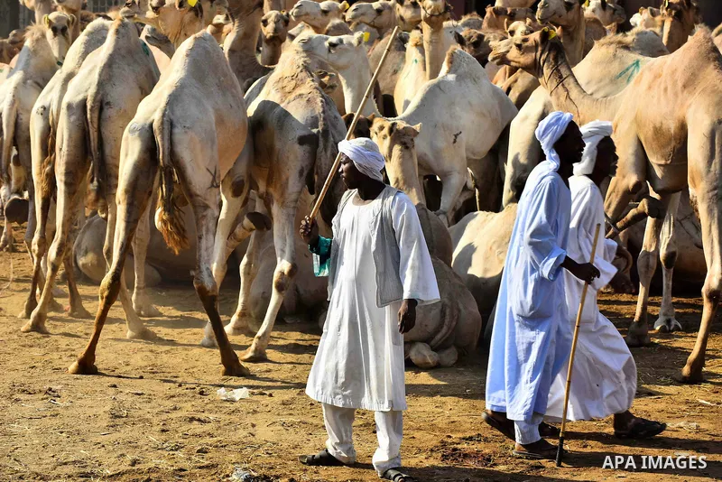 Egyptians gather during the last day of an auction at Birqash Camel Market just outside of Cairo, Egypt, Friday, Sept. 20, 2015 ahead of next week's Eid al-Adha holiday. Muslims all over the world celebrate the three-day...