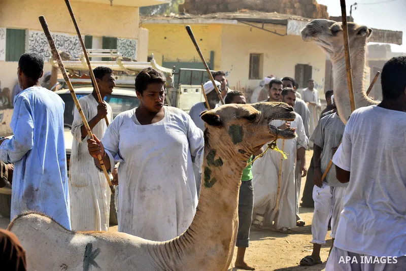 Egyptians gather during the last day of an auction at Birqash Camel Market just outside of Cairo, Egypt, Friday, Sept. 20, 2015 ahead of next week's Eid al-Adha holiday. Muslims all over the world celebrate the three-day...