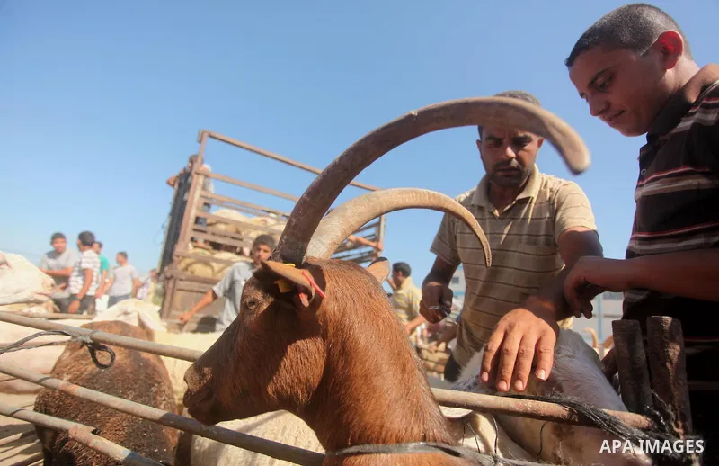 Palestinians gather at a live stock market, ahead of Eid al-Adha in Deir al-Balah, in the center of the Gaza Strip on September 22, 2015. Eid al-Adha (the Festival of Sacrifice) is celebrated throughout the Muslim world...