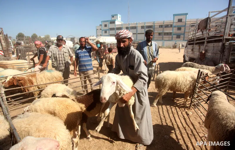 Palestinians gather at a live stock market, ahead of Eid al-Adha in Deir al-Balah, in the center of the Gaza Strip on September 22, 2015. Eid al-Adha (the Festival of Sacrifice) is celebrated throughout the Muslim world...