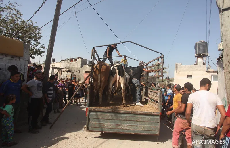 A Palestinian man leads a cow as Muslims prepare for the upcoming Eid al-Adha feast, in Khan Younis in the southern Gaza strip, Sept. 23, 2015. Eid al-Adha, or Feast of Sacrifice, commemorates what Muslims believe was Pr...