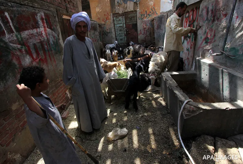 Egyptians prepare livestock for sacrifice at a market ahead of the sacrificial Eid al-Adha festival in Cairo on September 23, 2015. Muslims across the world are preparing to celebrate the annual festival of Eid al-Adha,...