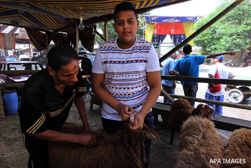 Egyptians prepare livestock for sacrifice at a market ahead of the sacrificial Eid al-Adha festival in Cairo on September 23, 2015. Muslims across the world are preparing to celebrate the annual festival of Eid al-Adha,...