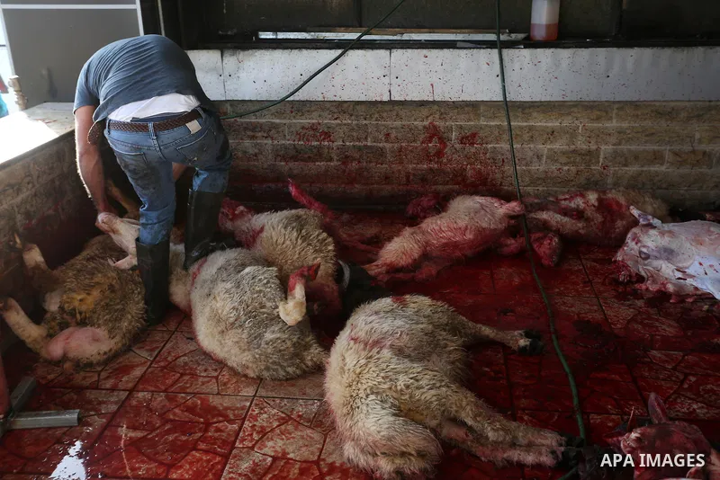 Muslims sacrifice animals in a slaughterhouse, on the first day of the Muslim holiday of Eid al-Adha or the feast of sacrifice, in the West Bank City of Ramallah on September 24, 2015. Muslims across the world are celebr...
