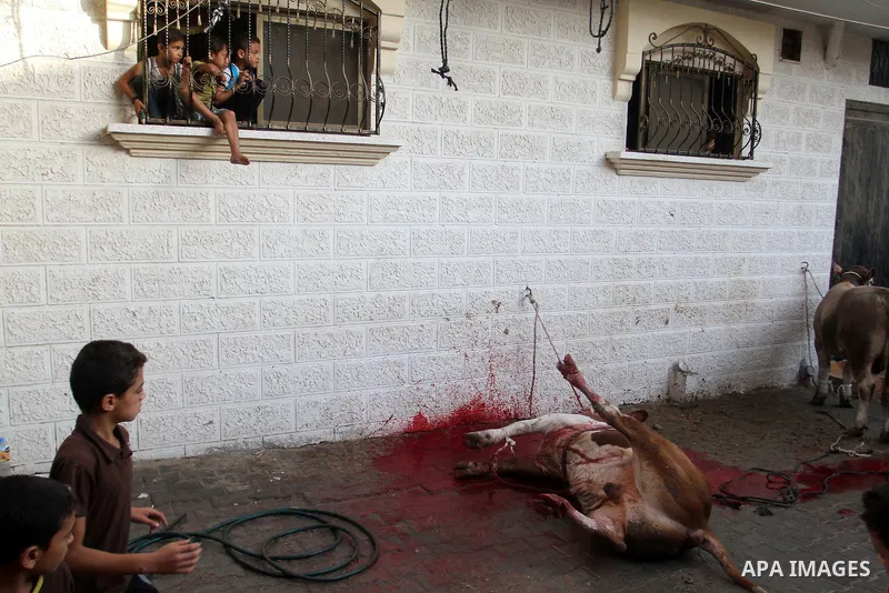 Palestinian Muslims sacrifice animals on the first day of of Eid al-Adha or the feast of sacrifice, in Rafah in the southern Gaza Strip on September 24, 2015. Muslims across the world are celebrating the annual festival...