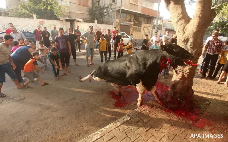Palestinian Muslims sacrifice animals on the first day of of Eid al-Adha or the feast of sacrifice, in Khan Younis in the southern Gaza Strip on September 24, 2015. Muslims across the world are celebrating the annual fes...