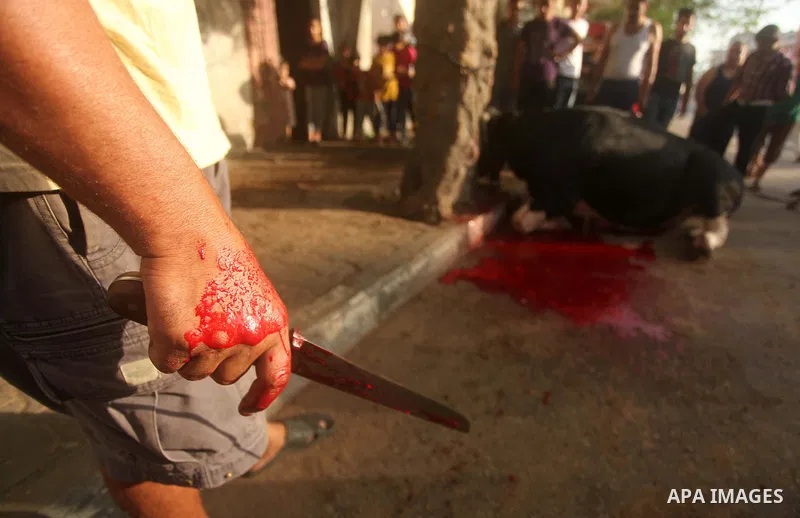 Palestinian Muslims sacrifice animals on the first day of of Eid al-Adha or the feast of sacrifice, in Khan Younis in the southern Gaza Strip on September 24, 2015. Muslims across the world are celebrating the annual fes...