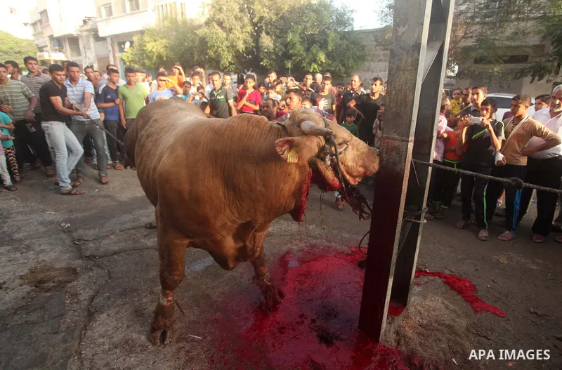 Palestinian Muslims sacrifice animals on the first day of of Eid al-Adha or the feast of sacrifice, in Khan Younis in the southern Gaza Strip on September 24, 2015. Muslims across the world are celebrating the annual fes...