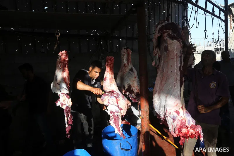 Palestinian Muslims sacrifice animals on the first day of of Eid al-Adha or the feast of sacrifice, in Gaza city on September 24, 2015. Muslims across the world are celebrating the annual festival of Eid al-Adha, or the...
