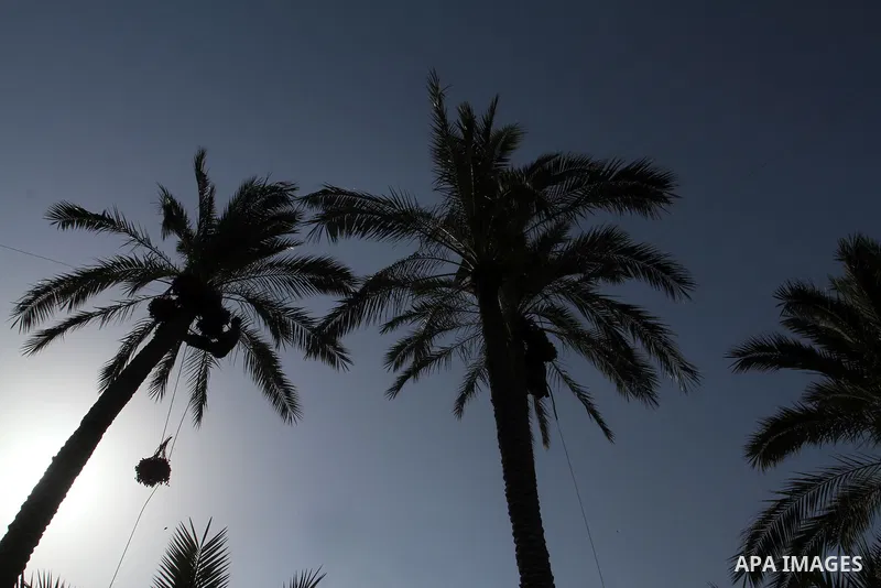 Palestinian workers collect bundles of dates harvested from a palm trees during the annual harvest in Khan Younis in the southern Gaza Strip, on September 30, 2015. Photo by Abed Rahim Khatib