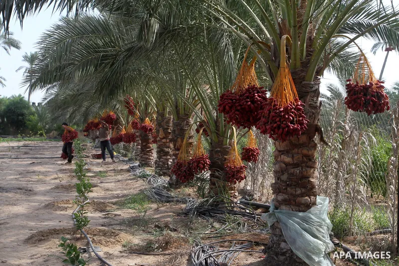 Palestinian workers collect bundles of dates harvested from a palm trees during the annual harvest in Khan Younis in the southern Gaza Strip, on September 30, 2015. Photo by Abed Rahim Khatib