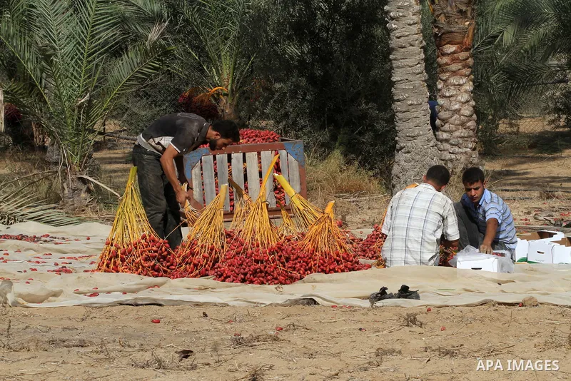 Palestinian workers sort dates harvested from palm trees during the annual harvest in Khan Younis in the southern Gaza Strip, on September 30, 2015. Photo by Abed Rahim Khatib