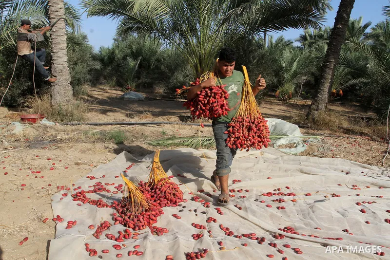A Palestinian worker gathers bundles of dates harvested from a palm trees during the annual harvest in Khan Younis in the southern Gaza Strip, on September 30, 2015. Photo by Abed Rahim Khatib