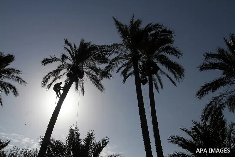Palestinian workers collect bundles of dates harvested from a palm trees during the annual harvest in Khan Younis in the southern Gaza Strip, on September 30, 2015. Photo by Abed Rahim Khatib