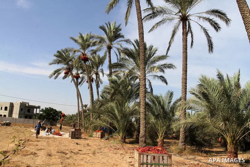 Palestinian workers collect bundles of dates harvested from a palm trees during the annual harvest in Khan Younis in the southern Gaza Strip, on September 30, 2015. Photo by Abed Rahim Khatib