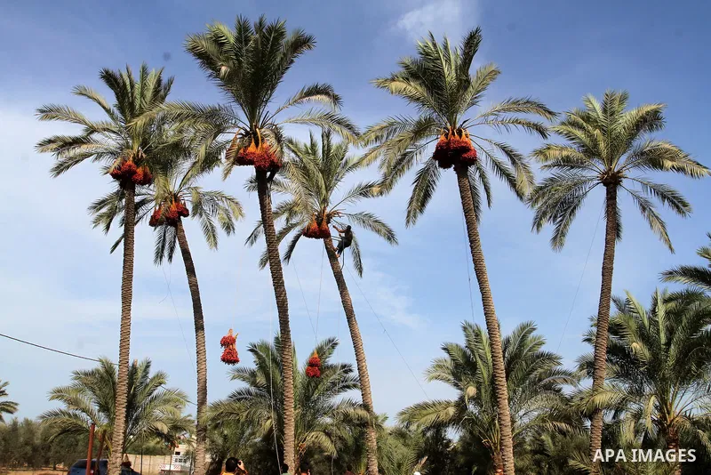 Palestinian workers collect bundles of dates harvested from a palm trees during the annual harvest in Khan Younis in the southern Gaza Strip, on September 30, 2015. Photo by Abed Rahim Khatib