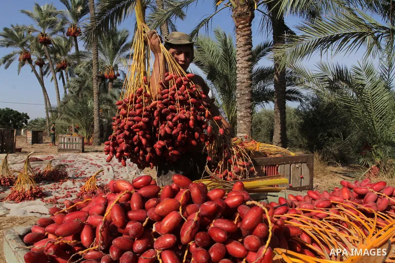 A Palestinian worker gathers bundles of dates harvested from a palm trees during the annual harvest in Khan Younis in the southern Gaza Strip, on September 30, 2015. Photo by Abed Rahim Khatib