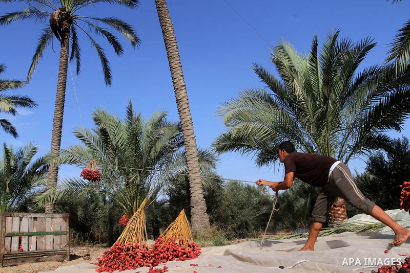 Palestinian workers collect bundles of dates harvested from a palm trees during the annual harvest in Khan Younis in the southern Gaza Strip, on September 30, 2015. Photo by Abed Rahim Khatib