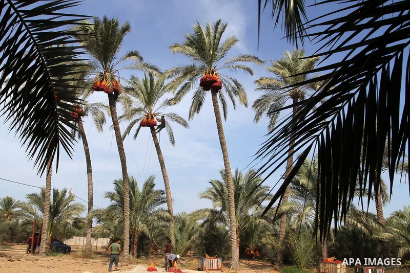 Palestinian workers collect bundles of dates harvested from a palm trees during the annual harvest in Khan Younis in the southern Gaza Strip, on September 30, 2015. Photo by Abed Rahim Khatib