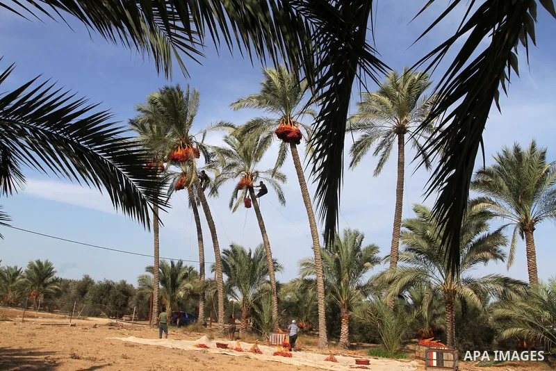 Palestinian workers collect bundles of dates harvested from a palm trees during the annual harvest in Khan Younis in the southern Gaza Strip, on September 30, 2015. Photo by Abed Rahim Khatib