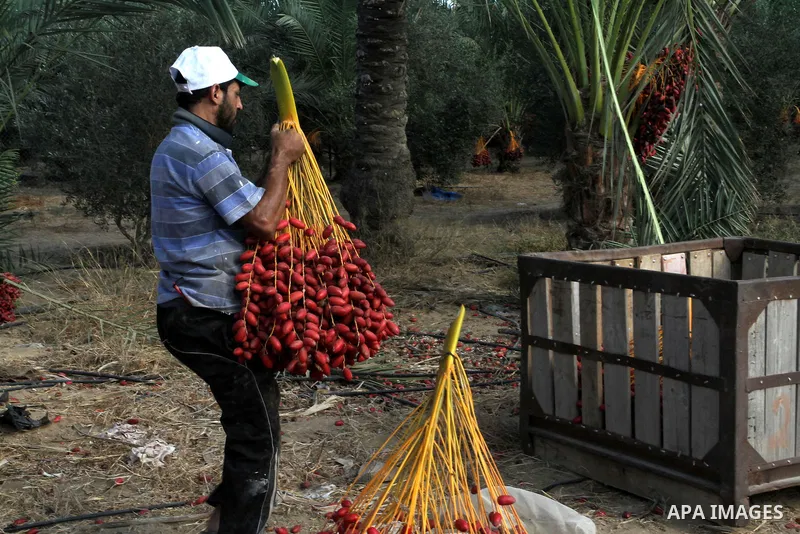 A Palestinian worker gathers bundles of dates harvested from a palm trees during the annual harvest in Khan Younis in the southern Gaza Strip, on September 30, 2015. Photo by Abed Rahim Khatib