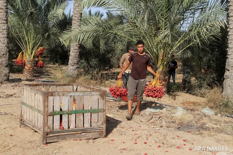 A Palestinian worker gathers bundles of dates harvested from a palm trees during the annual harvest in Khan Younis in the southern Gaza Strip, on September 30, 2015. Photo by Abed Rahim Khatib