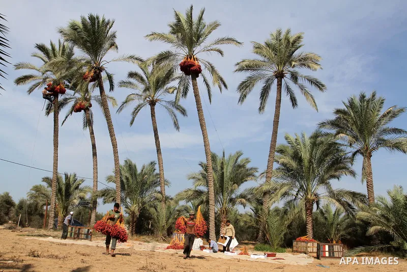 Palestinian workers collect bundles of dates harvested from a palm trees during the annual harvest in Khan Younis in the southern Gaza Strip, on September 30, 2015. Photo by Abed Rahim Khatib