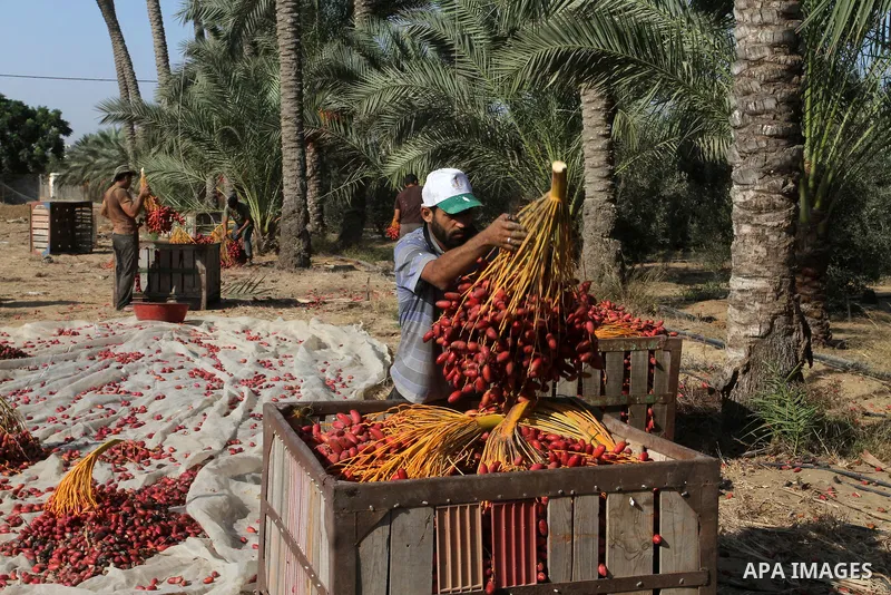 A Palestinian worker gathers bundles of dates harvested from a palm trees during the annual harvest in Khan Younis in the southern Gaza Strip, on September 30, 2015. Photo by Abed Rahim Khatib
