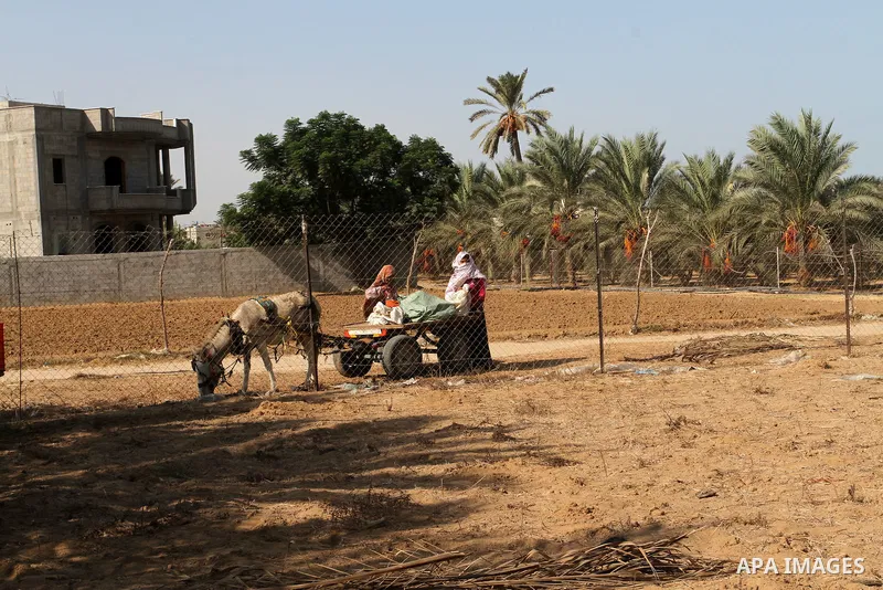 A Palestinian worker gathers bundles of dates harvested from a palm trees during the annual harvest in Khan Younis in the southern Gaza Strip, on September 30, 2015. Photo by Abed Rahim Khatib