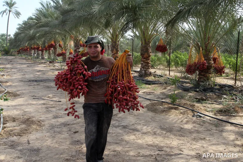 A Palestinian worker gathers bundles of dates harvested from a palm trees during the annual harvest in Khan Younis in the southern Gaza Strip, on September 30, 2015. Photo by Abed Rahim Khatib