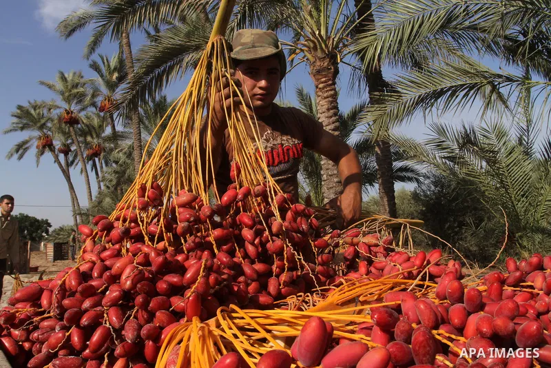 A Palestinian worker gathers bundles of dates harvested from a palm trees during the annual harvest in Khan Younis in the southern Gaza Strip, on September 30, 2015. Photo by Abed Rahim Khatib