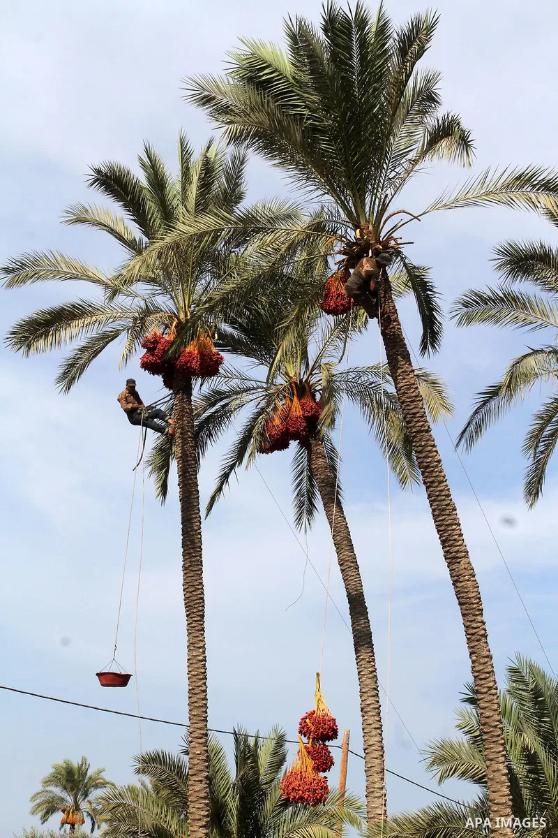 Palestinian workers collect bundles of dates harvested from a palm trees during the annual harvest in Khan Younis in the southern Gaza Strip, on September 30, 2015. Photo by Abed Rahim Khatib