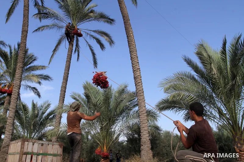 Palestinian workers collect bundles of dates harvested from a palm trees during the annual harvest in Khan Younis in the southern Gaza Strip, on September 30, 2015. Photo by Abed Rahim Khatib