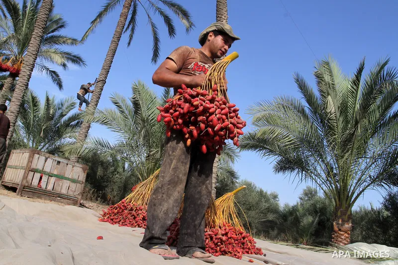 A Palestinian worker gathers bundles of dates harvested from a palm trees during the annual harvest in Khan Younis in the southern Gaza Strip, on September 30, 2015. Photo by Abed Rahim Khatib