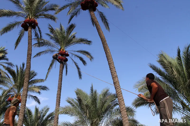 Palestinian workers collect bundles of dates harvested from a palm trees during the annual harvest in Khan Younis in the southern Gaza Strip, on September 30, 2015. Photo by Abed Rahim Khatib